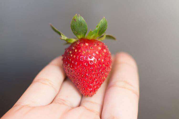 Fruit Pulp Manufacturing