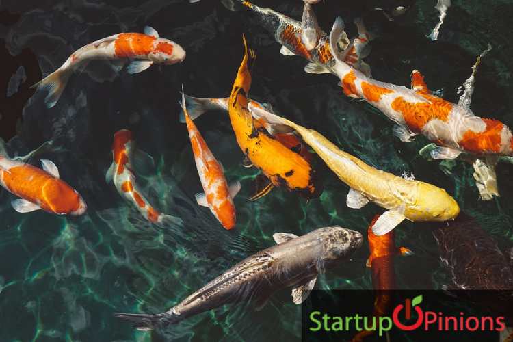 Fish processing