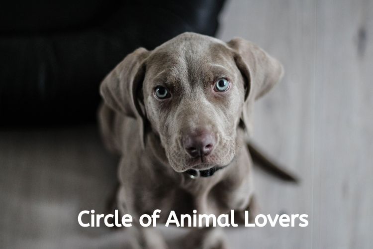 circle of animal lovers