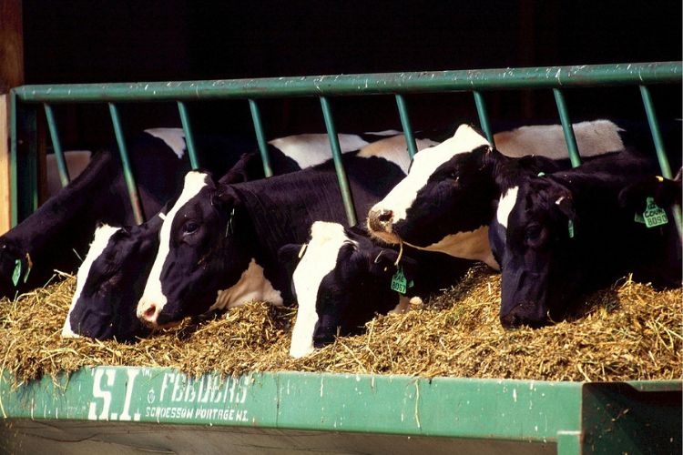 Livestock feed production