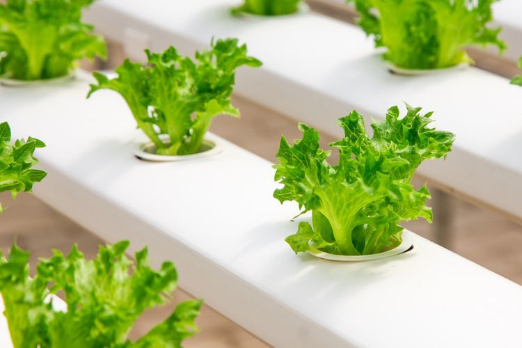 Organic farming