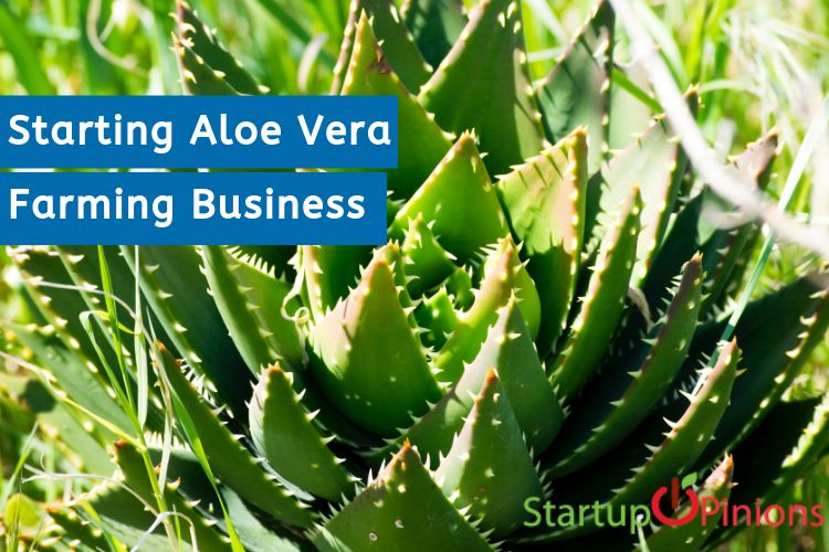 Starting Aloe Vera Farming Business