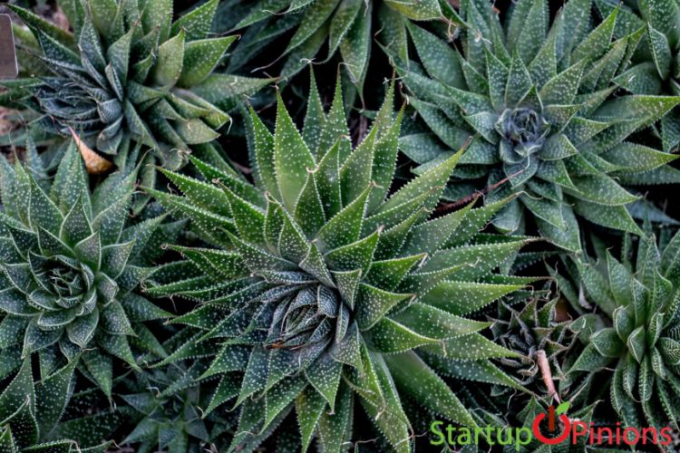 Starting Aloe Vera Farming Business