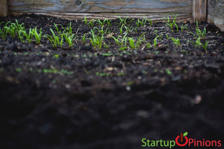 Starting Aloe Vera Farming Business