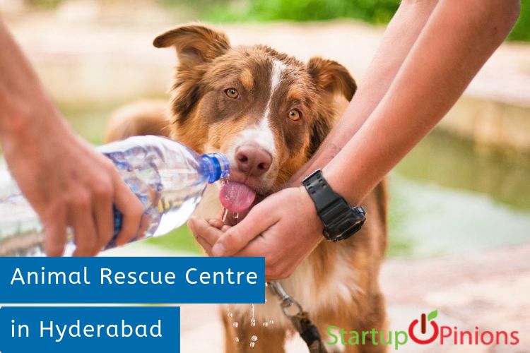 animal shelters in hyderabad