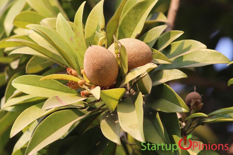 seasonal fruits in india