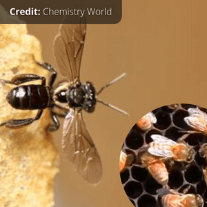 Dammar Bee or Stingless Bee