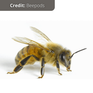The European or Italian Bee