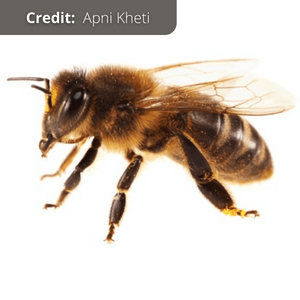 The Indian Hive Bee