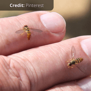 The Little Bee