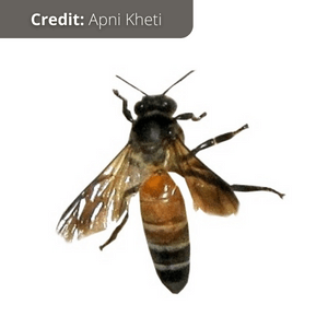 The Rock Bee